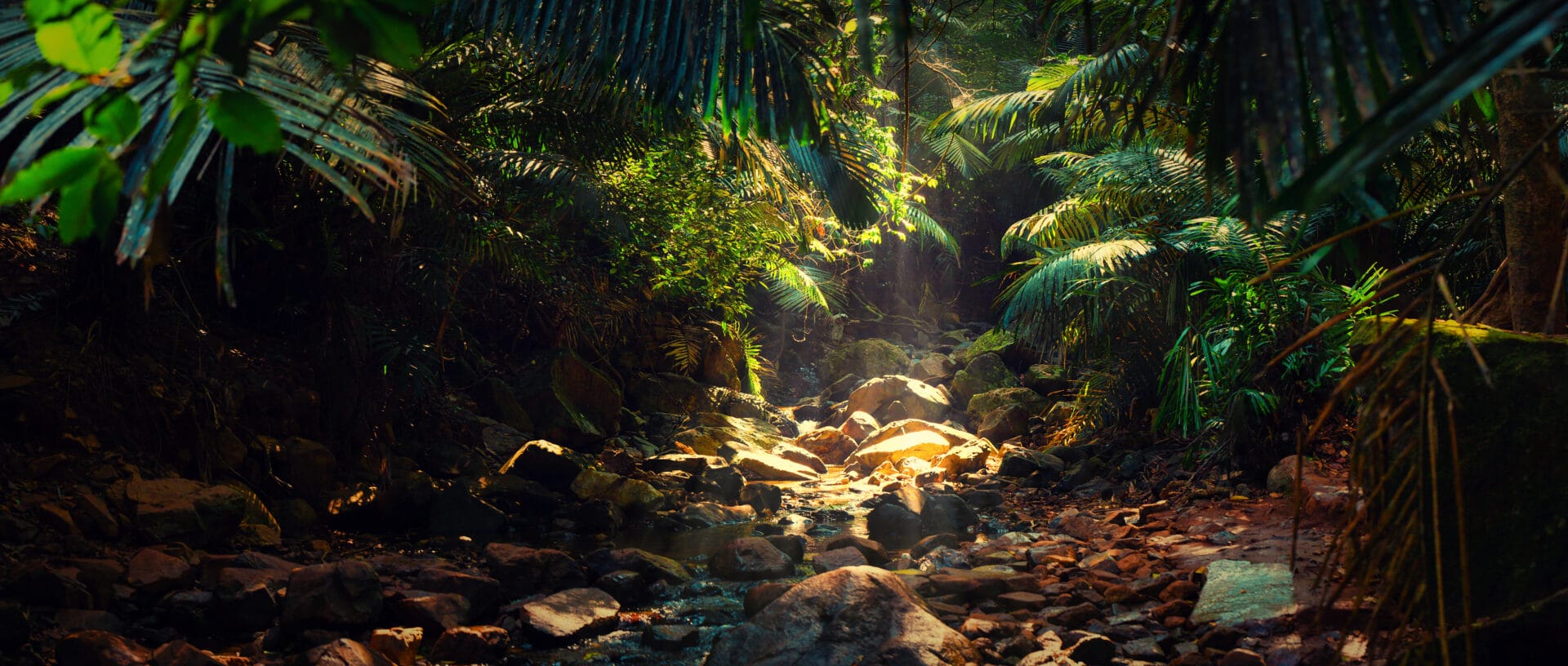 Panamanian rainforest beneath a canopy of tropical leaves